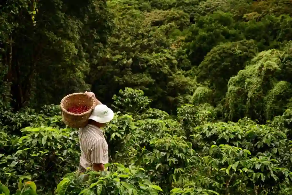 ethiopias forest coffee