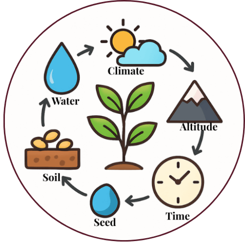 the five essential must haves from seed for the growth of the coffee plant  from Seed. Soil. Water. Climate, Altitude and Time