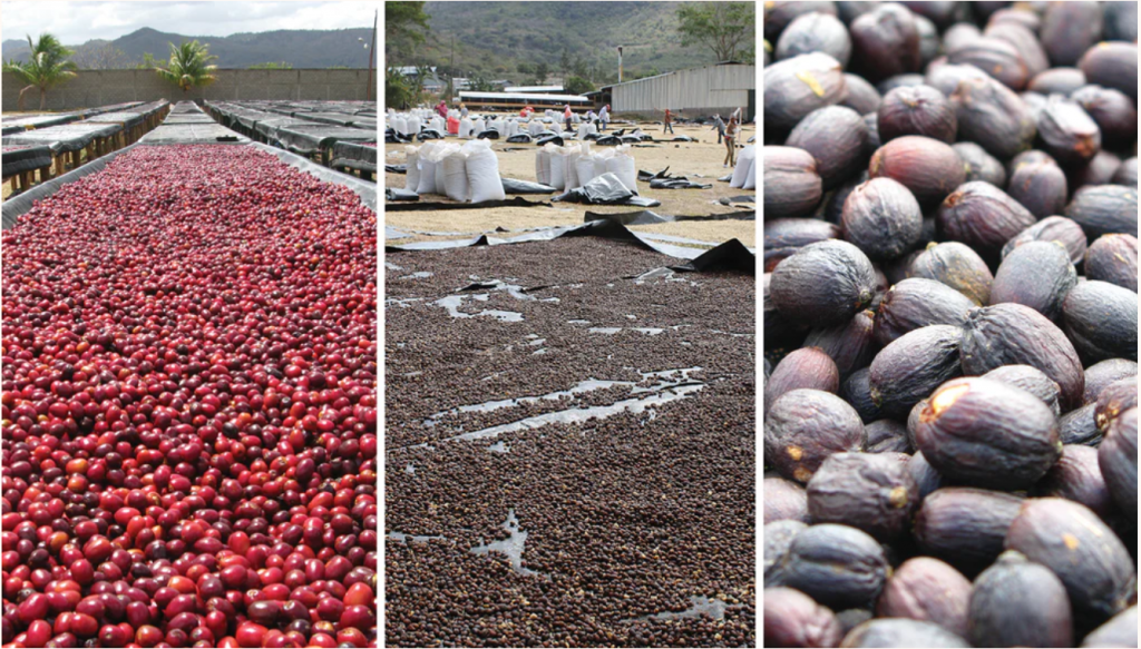 the different drying process of the harvested coffee bean,  wet, batural and pulp