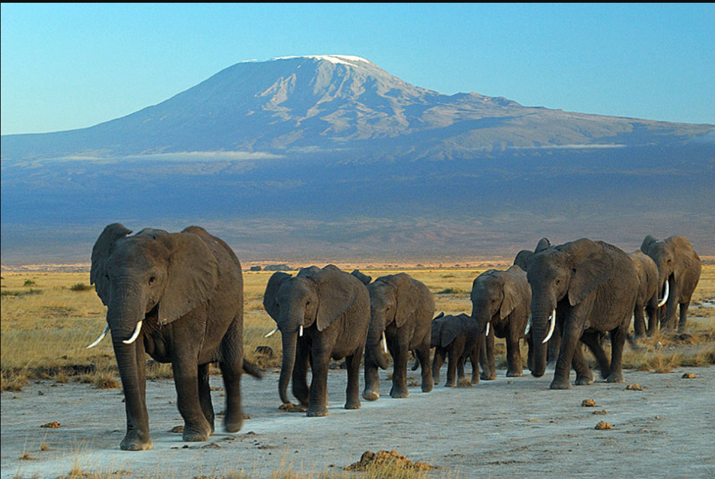 Elephants at Amboseli National Park against Mount Kilimanjaro