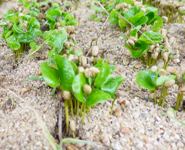 sowing young coffee bean seedlings being nurtured within the perfect terrain for growing into wonderful healthy coffee plants producing flavoursome coffee beans