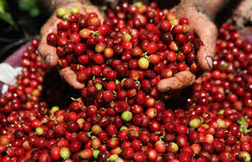 The culmination of the hard work that goes into producing the ripe coffee cherry