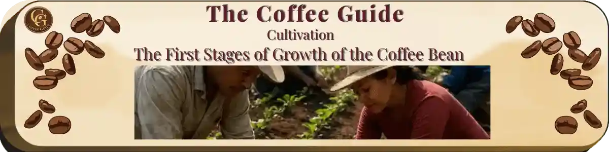sowing the seedlings of coffee palnts by hand