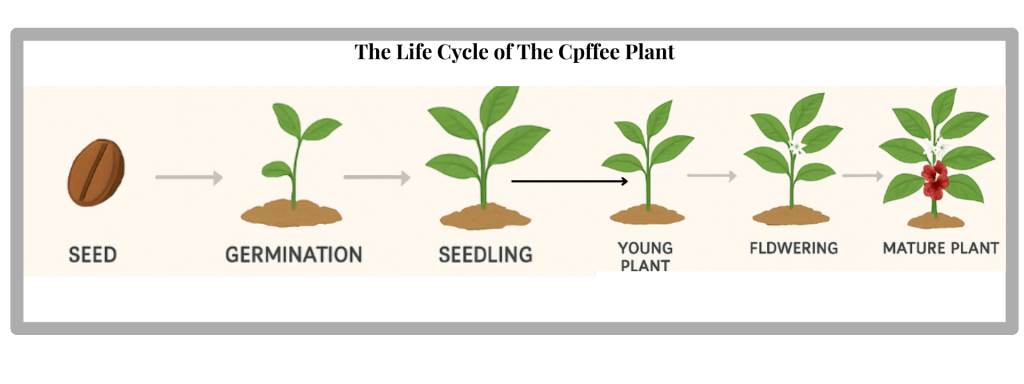 the life cycle of the coffee bean cherry from seedling to full grown plant