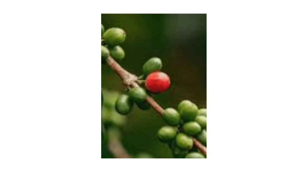 a single coffee cherry on a coffee tree branch