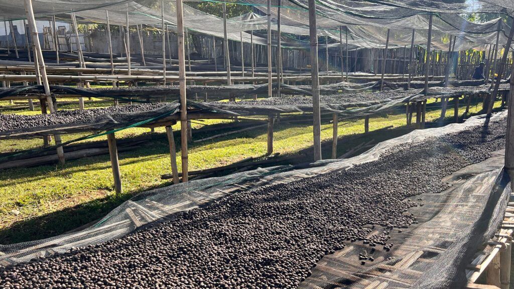The Dry process The coffee cherries picked from the coffee tree remain intact, and the process involves drying both the fruit and the beans together
