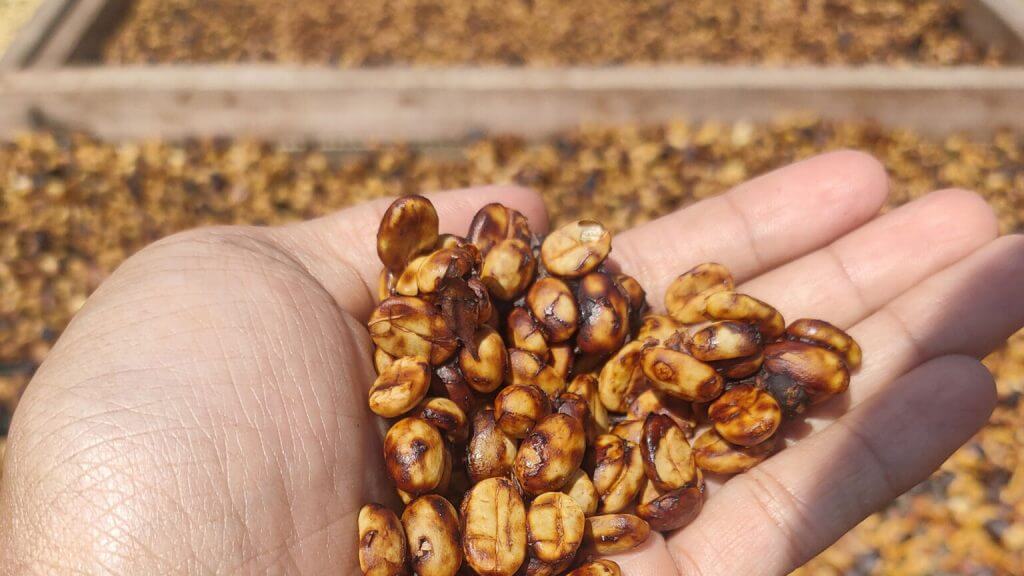 The Honey process, This method of processing goes further than the natural process, it removes the pulp of the coffee cherry, leaving some of the mucilage layer intact, unlike in the wet process. The sugary mucilage caramelizes during the drying process, preserving some sweetness