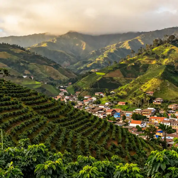 Colombia's iconic coffee-growing landscape. It features the distinctive wax palms (Colombia's national tree) rising above lush green mountain valleys in the coffee region. The composition captures rolling Andean terrain with traditional coffee cultivation,