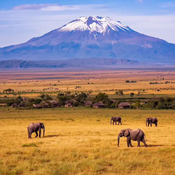 Tanzania the iconic snow-capped Mount Kilimanjaro rising majestically in the background, vast golden savanna plains, distinctive acacia trees, and African wildlife including elephants and giraffes roaming freely. 