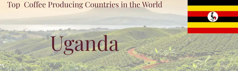 Uganda landscape with lush green hills and coffee plantations.