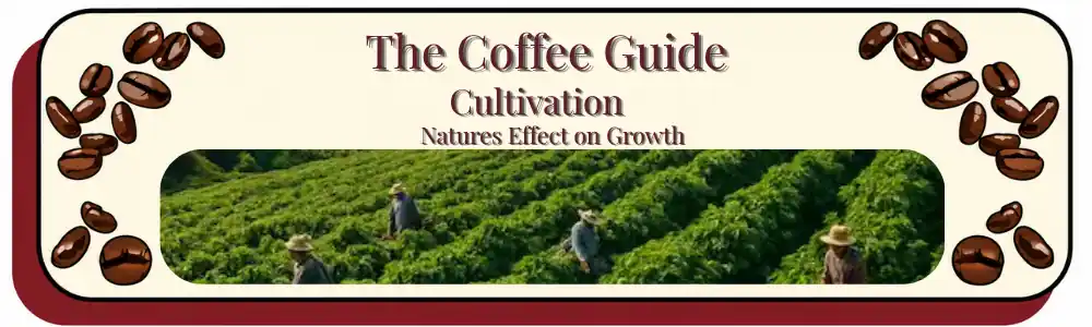 a high altitude coffee plantation uring the growing season