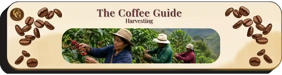 Harvesting header showing the Manual selective pickers harvesting the coffee bean