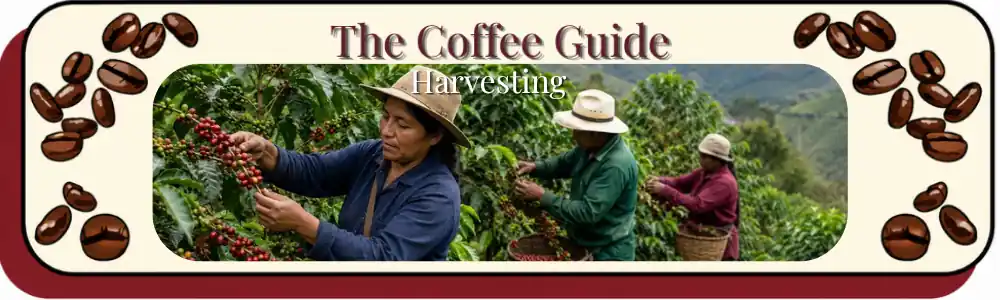 Harvesting header showing the Manual selective pickers harvesting the coffee bean