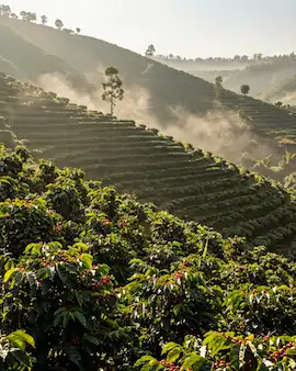 High Altitude coffee plantation rolling up the side of mountains with low lying clouds