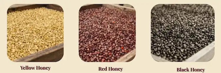 Honey Processng stages