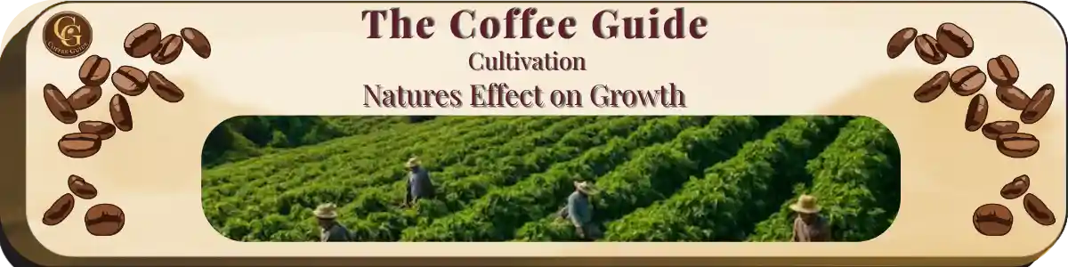 a high altitude coffee plantation uring the growing season