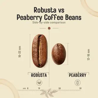 A robusta coffee Bean and a Peaberry Voffee Bean side by side as a comparison in size and shape
