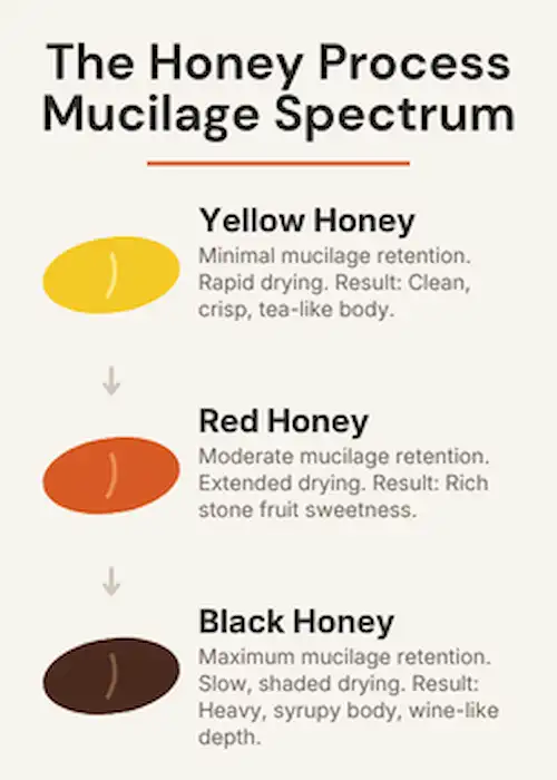 Technical infographic chart explaining the yellow, red, and black honey coffee processing spectrum at The Coffee Guide