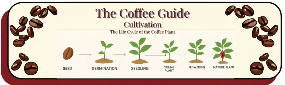 the life cycle of the coffee bean cherry from seedling to full grown plant