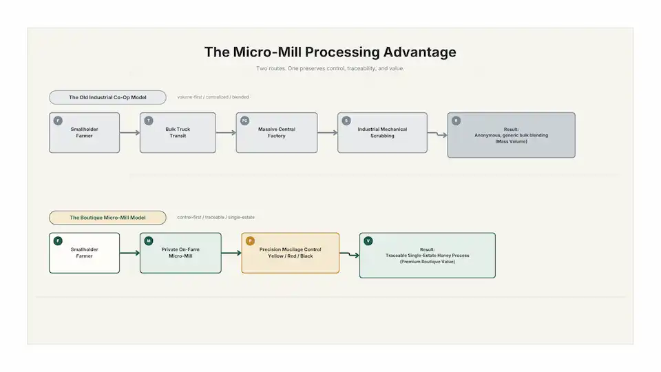 Technical infographic flowchart comparing industrial centralized coffee co-ops to boutique private micro-mills in Costa Rica
