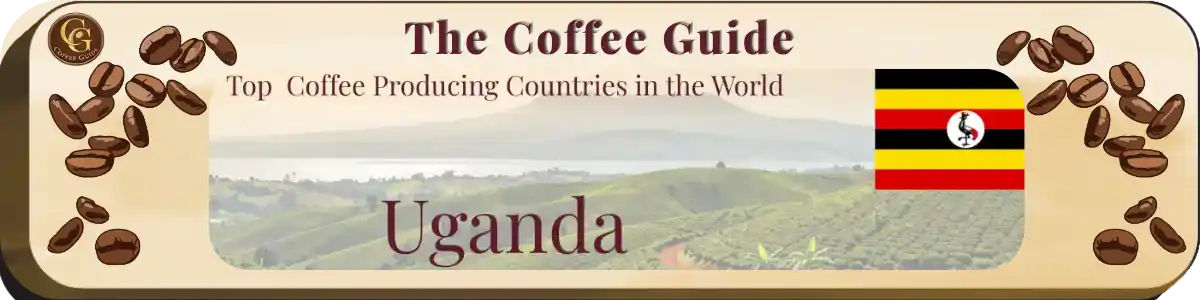 op Coffee Producing countries - Uganda showing landscape with lush green hills and coffee plantations.