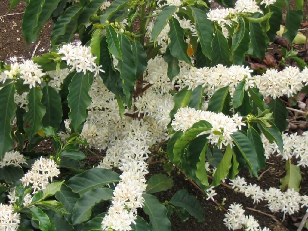 The coffee Arabica flower . A bright white flower against the backdrop of dark green leaves