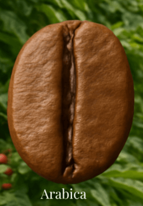 The Arabica coffee bean. one of 4 main varieties cultivated