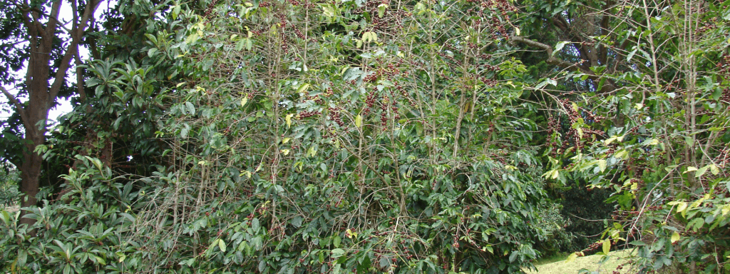 Trees of the Arabica coffee plant growing wild high in the fields of Ethiopia