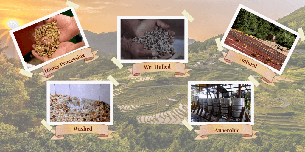 Coffee bean processing methods showing Washed, Natural, Honey, Aerobotic and Wet hulled