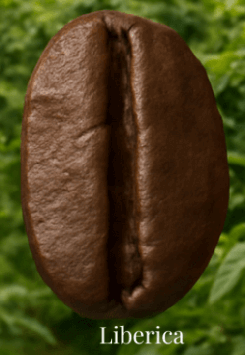 The Liberica Coffee Bean is one of the four main varieties cultivated for todays market, althoough not as well known as it's more famous cousins it still holds a sinificant place withing the coffee world
