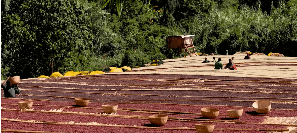 Natural Coffe bean processing