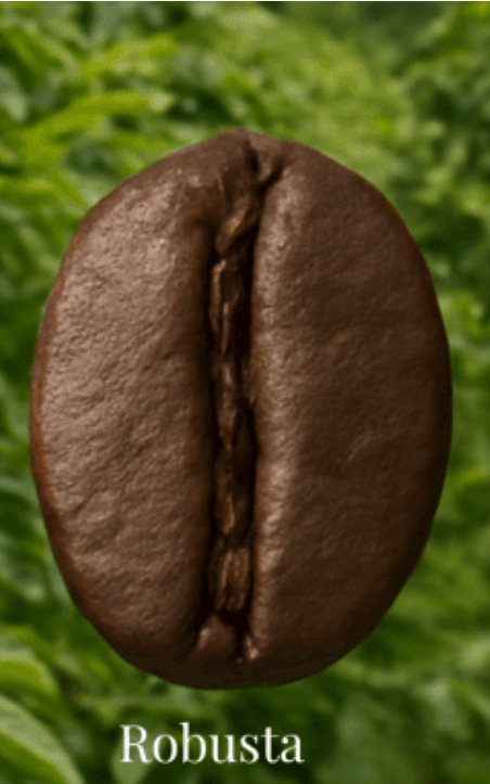 The Robusta Coffee Bean is one of the four main variety of bean cultivated for todays market, it is mainly used in instant coffee