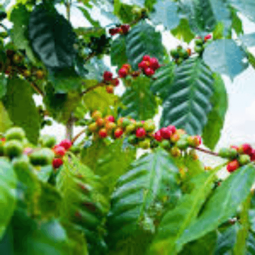 The fruit of The Robusta coffee tree plant