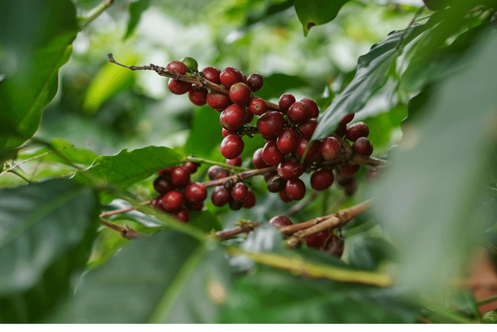a cluster of bright res coffee cherries from the Arabica tree