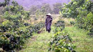 coffee plantation in Vietnam 