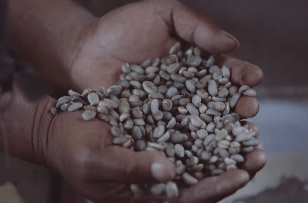 Wet Hulled coffee bean processing method