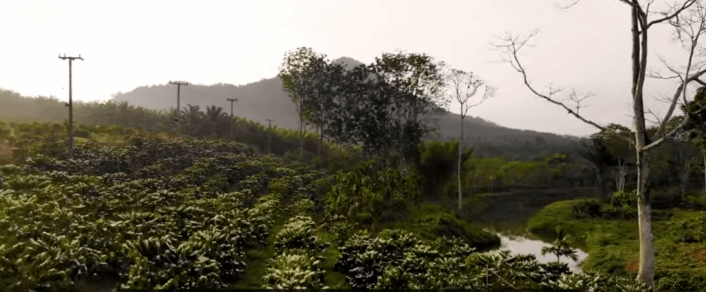 A Robusta coffee platation