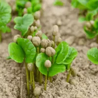 green coffee beans growing in wild soil