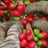 harvestinh the coffee bean, a picker wearing gloves as they carefully pick the cherries from the branc