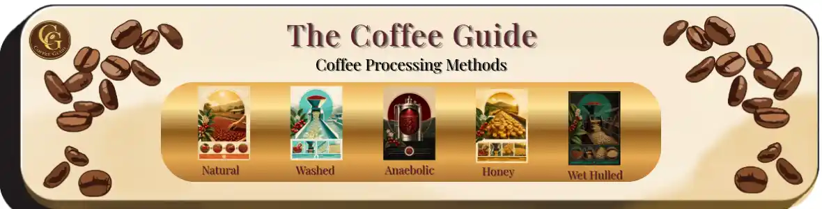 Coffee bean processing methods showing Washed, Natural, Honey, Aerobotic and Wet hulled