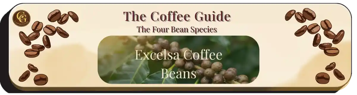 the Excelsa Coffee Bean showing a branch of coffee beans