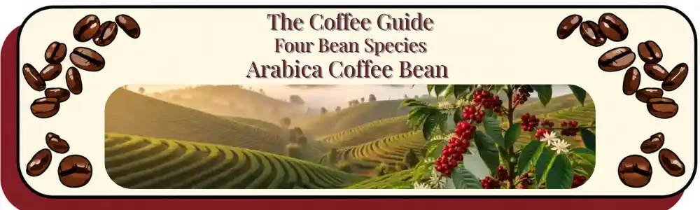 Arabica coffee plant in a wide landscape scene, showing glossy leaves, white blooms, ripe cherries, and rolling tropical hills.