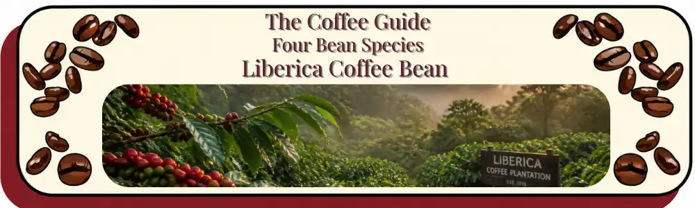 Liberica Coffee header with lush tropical coffee forest