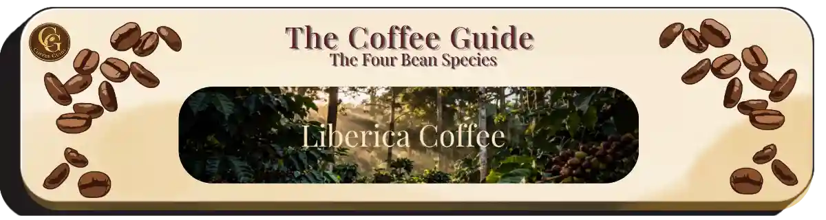 Liberica Coffee header with lush tropical coffee forest with warm golden light