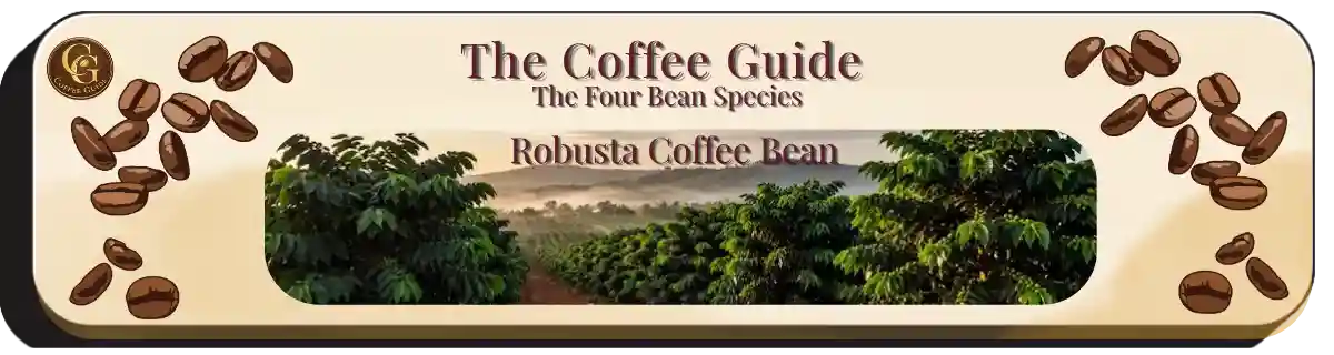 Robusta Coffee Plant header showing rows of robusta coffee plants against a misty backdrop