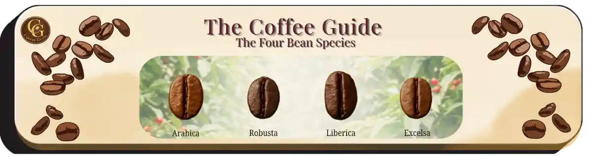 the four coffee bean varieties, Arabica, Robusta, Liberica, and Excelsa sitting on the background of a coffee platation