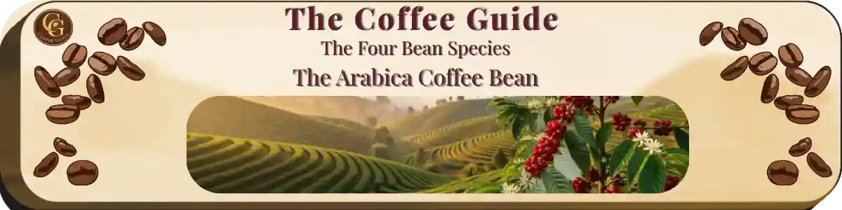 Arabica coffee plant in a wide landscape scene, showing glossy leaves, white blooms, ripe cherries, and rolling tropical hills.
