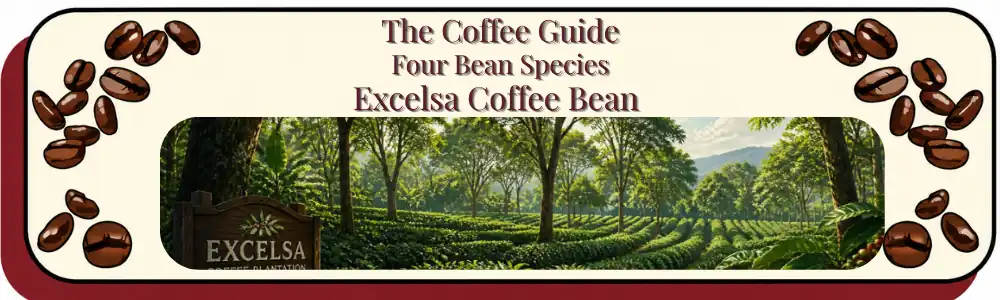 the Excelsa Coffee Bean showing coffee plants growing under tall trees