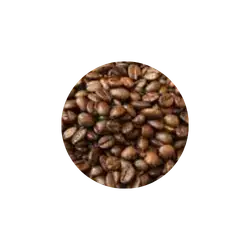 medium roast coffee beans