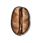 a coffee bean